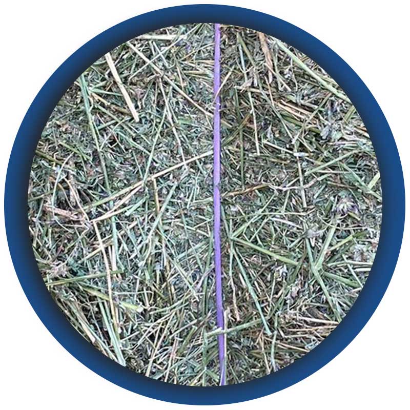 Commercio-con-spedizione-di-erba-medica-e-fieni-insilati