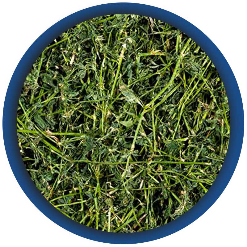 Commercio-di-erba-medica-II-taglio