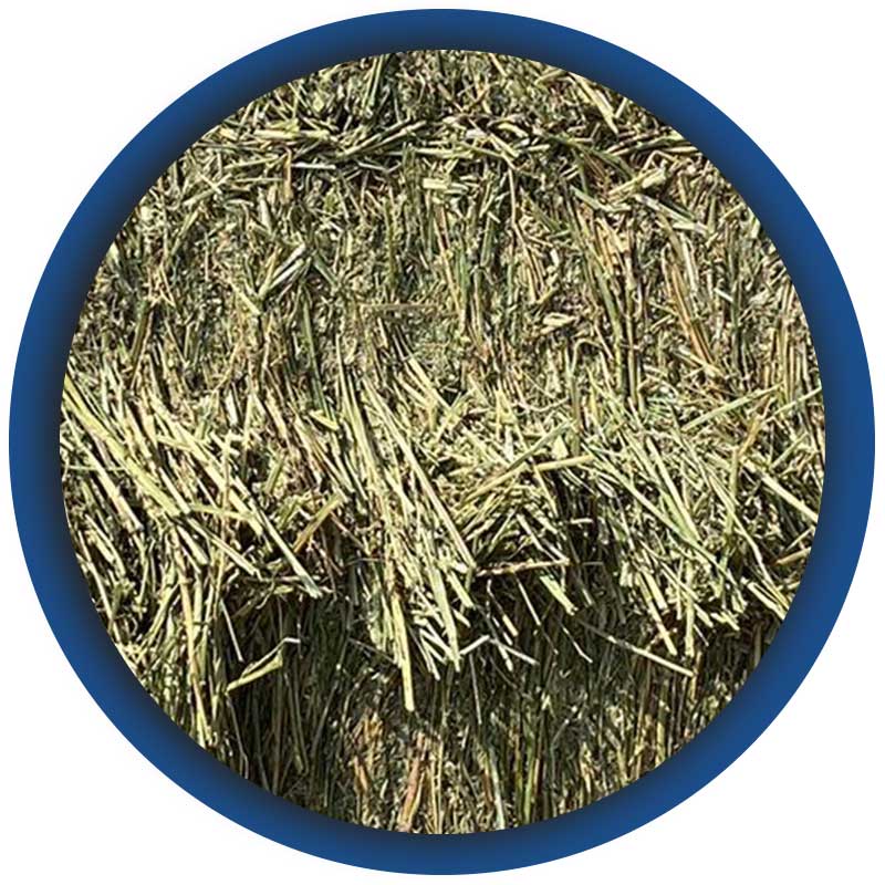 Commercio-di-erba-medica-di-II-taglio