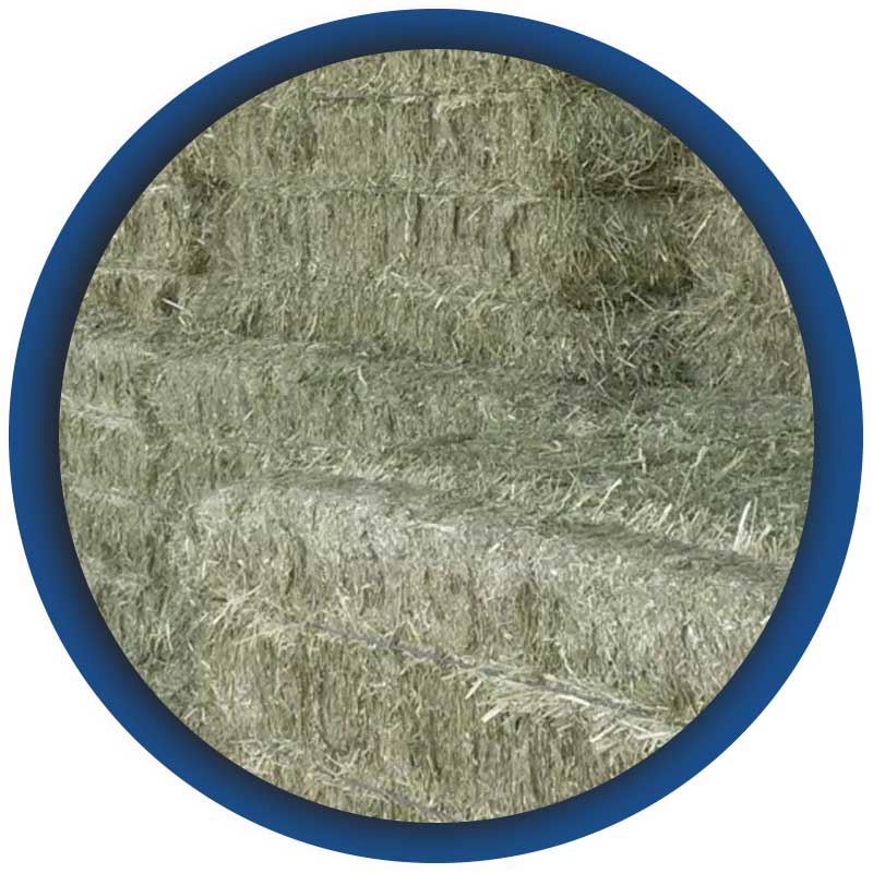 Commercio-di-grano-foraggero-e-miscuglio