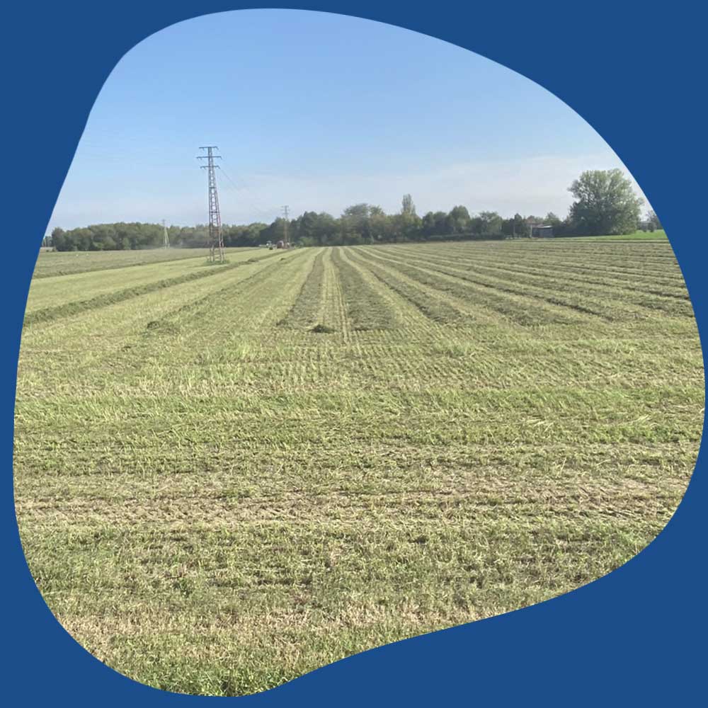 Produttore-foraggi-conto-terzi