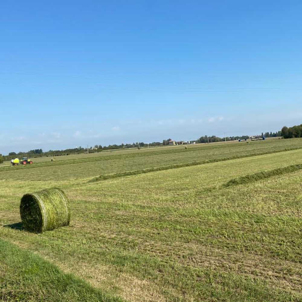 Produzione-di-fieno-secco-insilato-ventilato-reggio-emilia