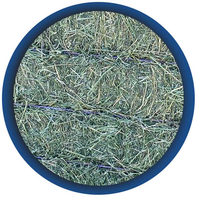 Spedizione-di-erba-medica-di-IV-taglio-e-paglia-trinciata