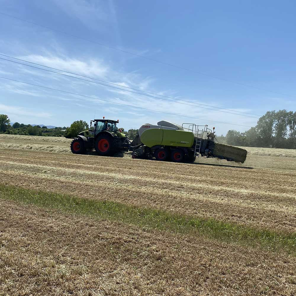 azienda-produttrice-di-paglia-trinciata-di-III-taglio