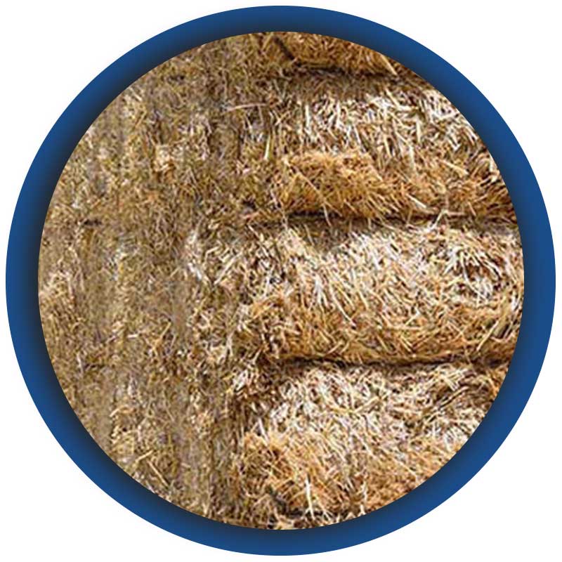 trebbiatura-di-cereali-di-diversa-tipologiaa-linea