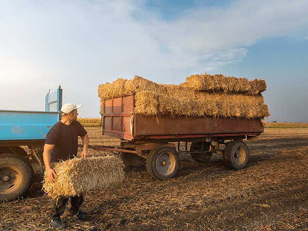 foraggi-di-qualita-in-pronta-consegna